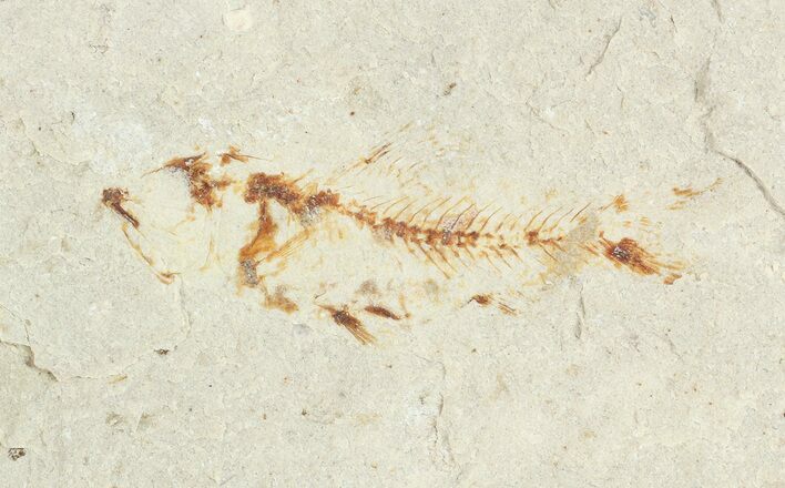 Bargain, Cretaceous Fossil Fish - Lebanon #70001